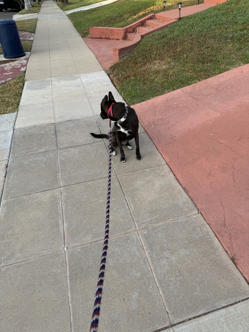 A picture of a black dog named Bowie sitting, taken on August 2 2024 at 6:42 am